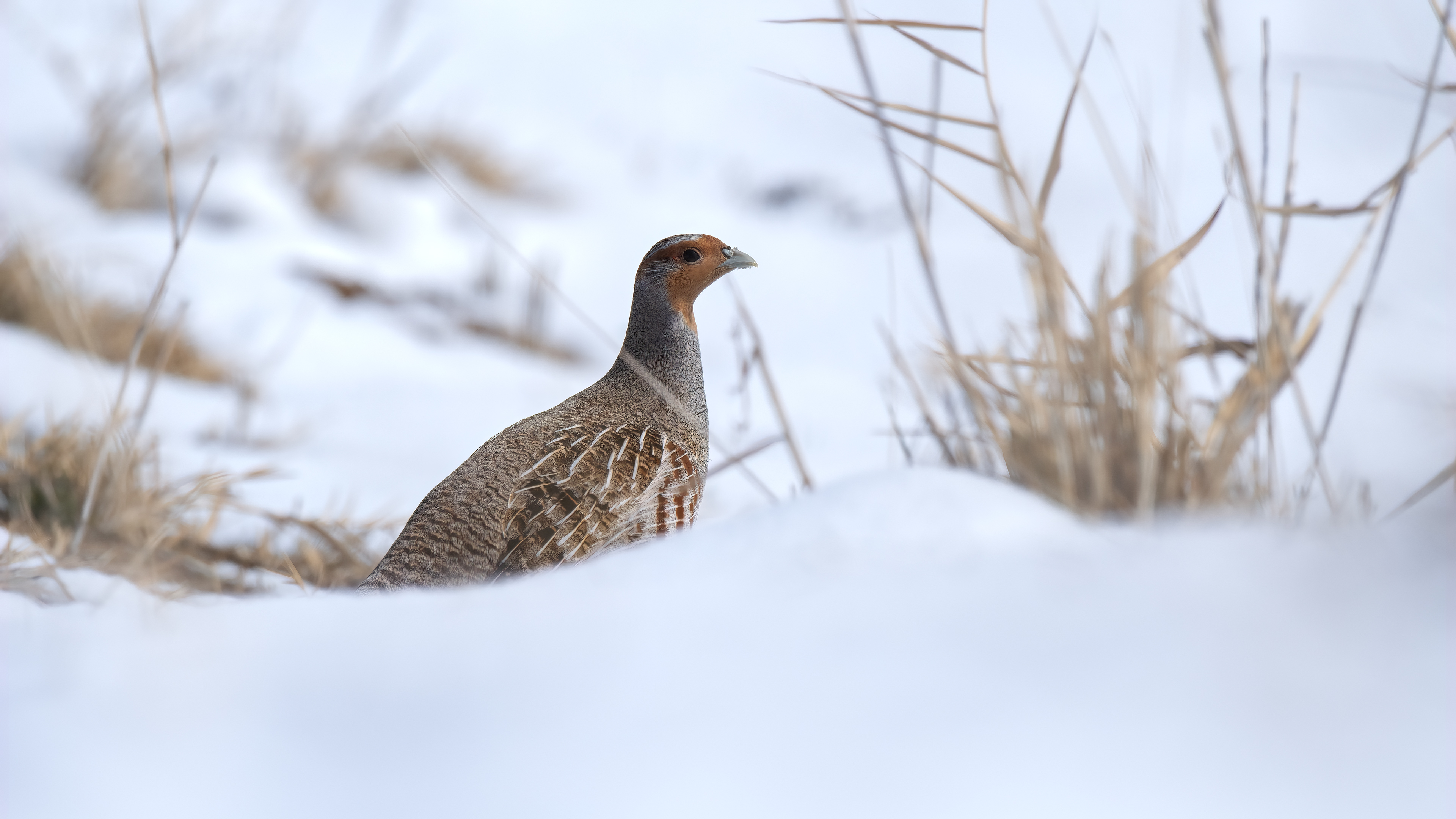 Gray Partridge — Ana fotoğraf